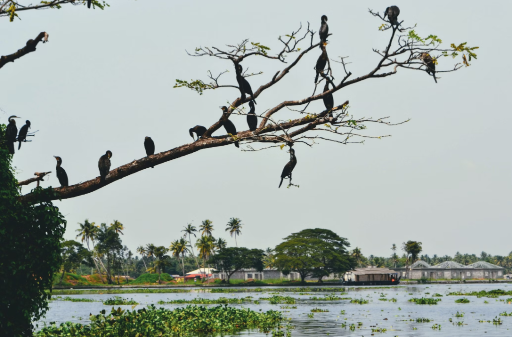 Black Water kerala